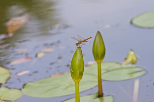 beautiful lotus In the pool