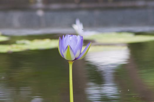 beautiful lotus In the pool