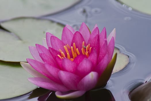 beautiful lotus In the pool