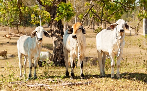 Three cows beef cattle on farm with rural country landscape