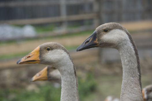 domestic geese walking in the barnyard farm