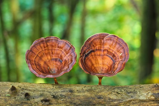 Mushrooms in the forest at Mae Hong Son province, Thailand