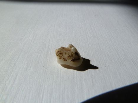 small dogs tooth on a whte background