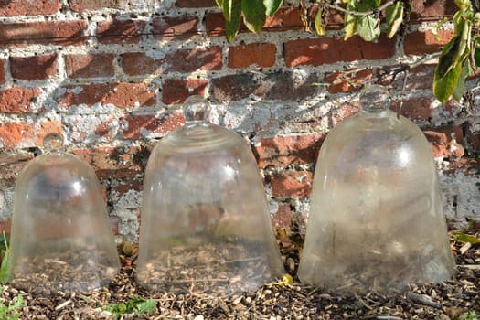 Glass Cloches with brick wall behind