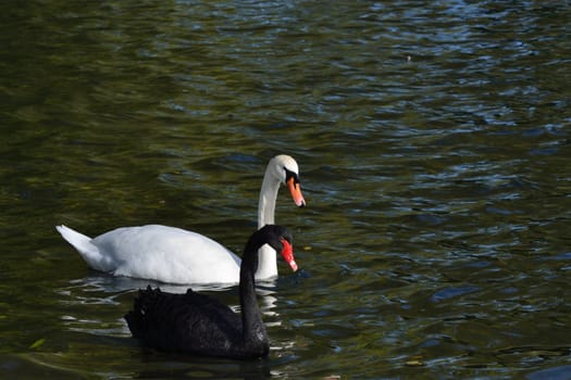 black and white swans