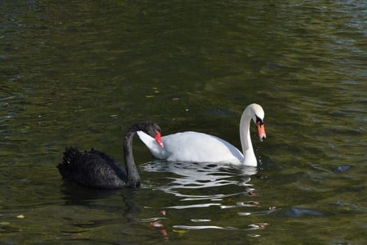 pair of black and white swans