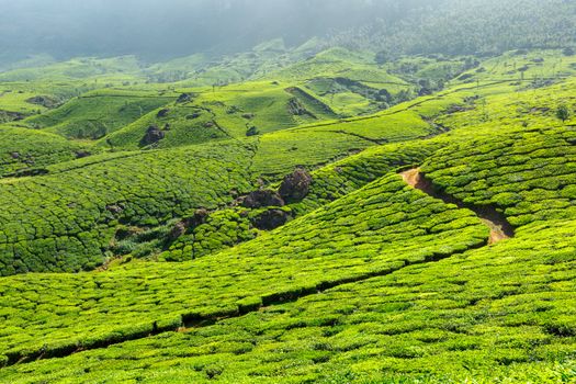 Tea plantations. Munnar, Kerala, India