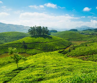 Tea plantations. Munnar, Kerala, India