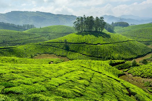 Tea plantations. Munnar, Kerala, India