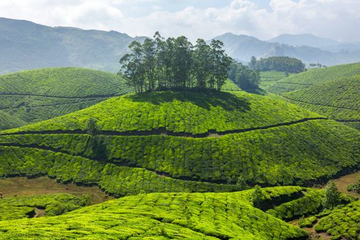 Tea plantations. Munnar, Kerala, India