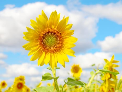 Sunflowers under blue sky. Shallow DOF.