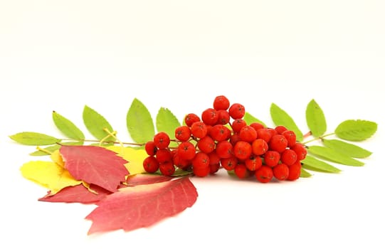 Red rowanberry and autumn leaves over white