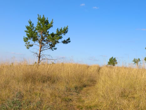 Summer landscape with pines