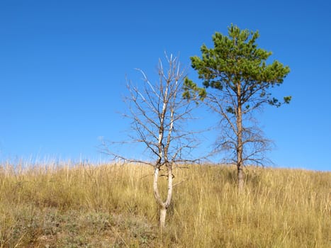 Dry tree and pine