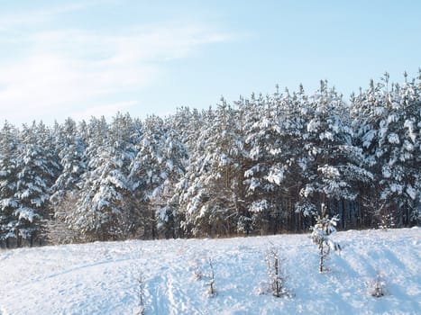 Winter forest. Trees under snow.