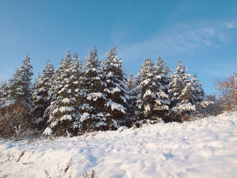 Winter forest. Trees under snow.