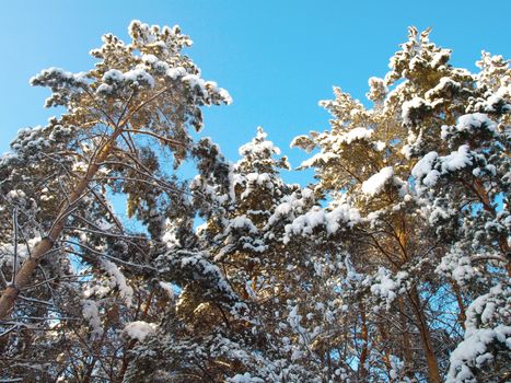 Winter pines. Trees under snow.