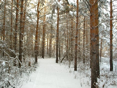 Winter landscape in the forest with pines