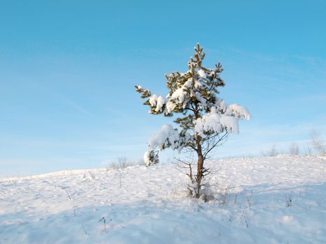 Winter landscape. Lonely pine with snow on the hill.