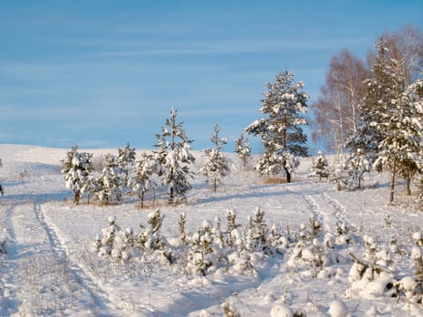 Winter landscape with trees