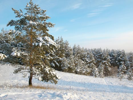 Beautiful winter landscape with pines under snow