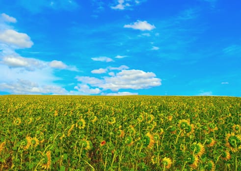 Sunflower's field. Summer landscape.