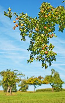 Apfelbaum mit reifen �pfeln