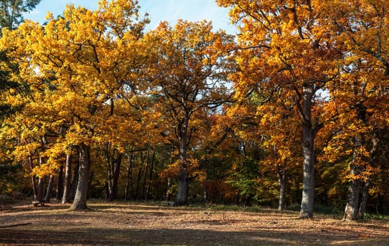 Autumn image of a beautiful colored forest (Fontainebleau-France)