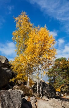 Beautiful landscape with yellow birch trees and rocks in Fontainebleau forest in France.
