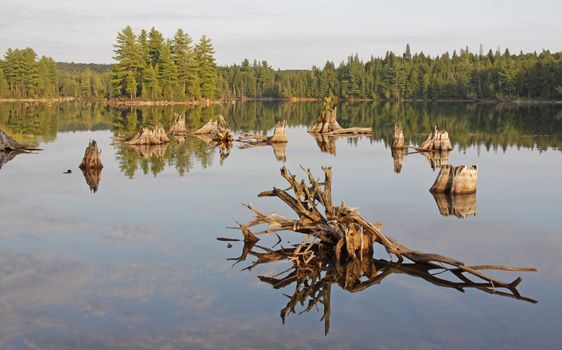 Driftwood and dead stumps on the shores of Burnt Island Lake in Algonquin Provincial Park, Ontario, Canada. 
