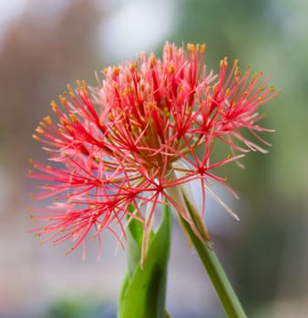 Powder puff lily or Haemanthus multiflorus (Tratt.) Martyn or blood lily bulb