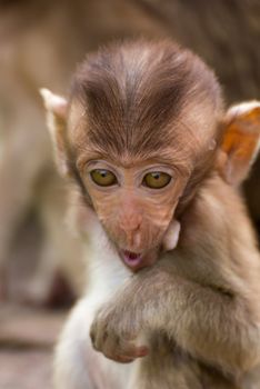 The Monkey Baby In Lopburi Of Thailand