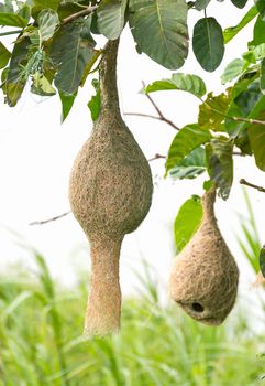 Baya weaver bird nest at a branch of the tree
