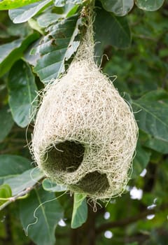 Baya weaver bird nest at a branch of the tree