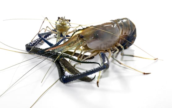 Giant Freshwater Prawn (Macrobra chium rosenbergii de Man) on white background