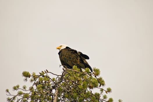 Eagle on watch in Yellowstone National Park, Wyoming USA