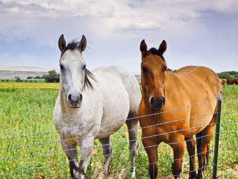 Two horses stand at wire fence hoping to get free