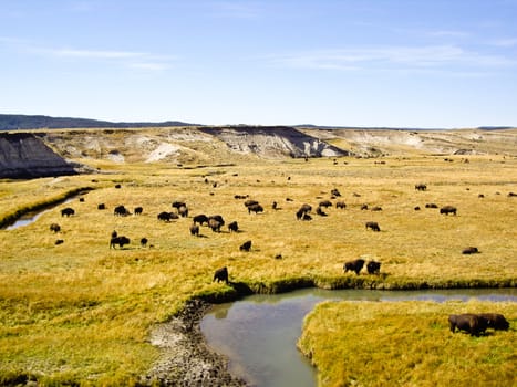 Buffalo graze at Oxbow Bend in wilderness