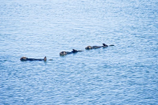 Three sleeping sea otters float on water