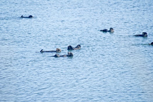 Sea Otters float in ocean
