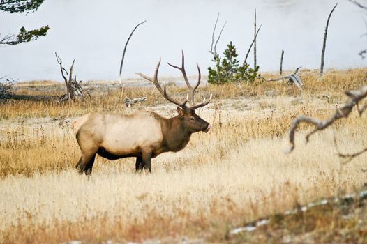 Large male Elk licks his lips and hopes for a tasty meal