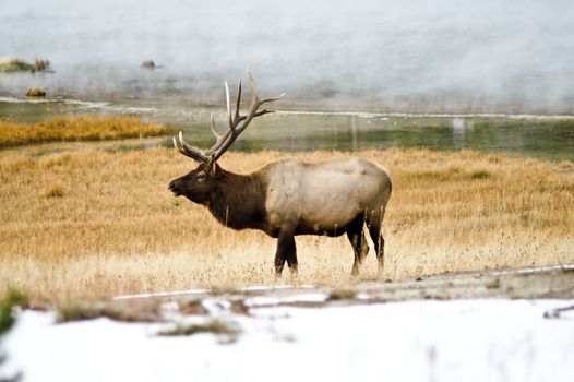 Bull Elk in the mists of Yellowstone Park, Wyoming USA