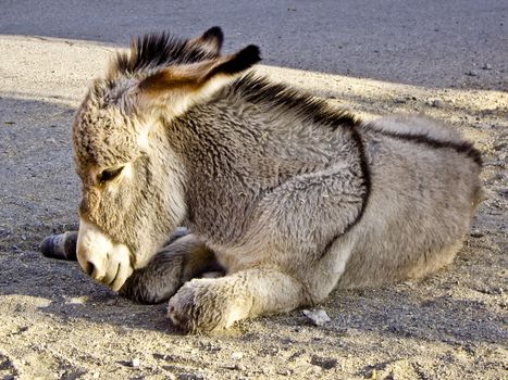 Baby Burro sleeps in the sunshine