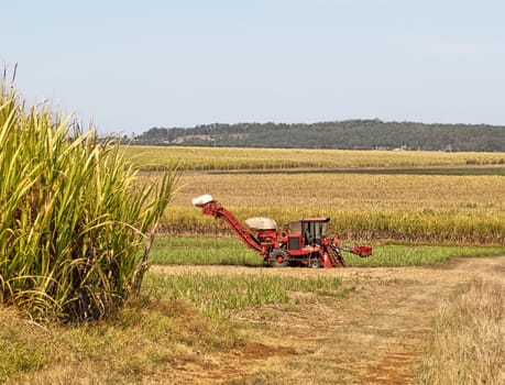 Red machinery farm cane harvester on Australian sugarcane plantation background