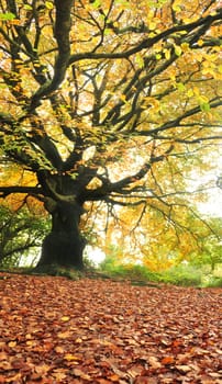 big old tree in autumn season with yellow leaves