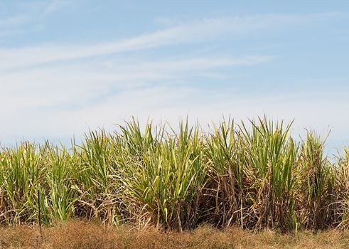 Sugar cane plantation farm with blue sky copy space