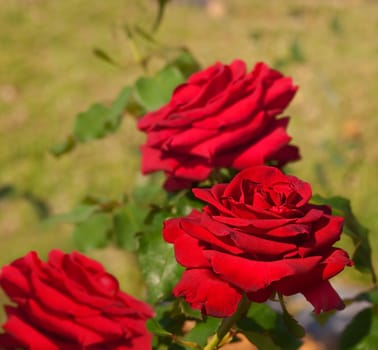 Live spring red rose flower flora with green foliage