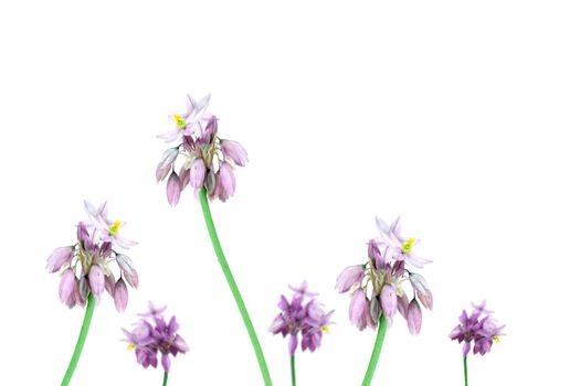 Purple flower Australian Wildflower vanilla lily Sowerbaea juncea over white background