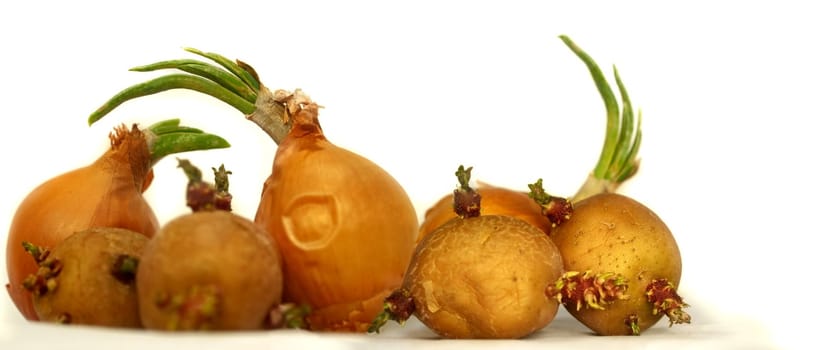 Old Sprouting vegetables potatoes and onions over white background