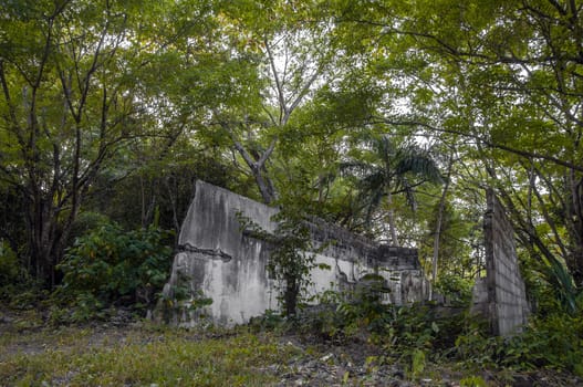 The jungle overtaking a ruined building.